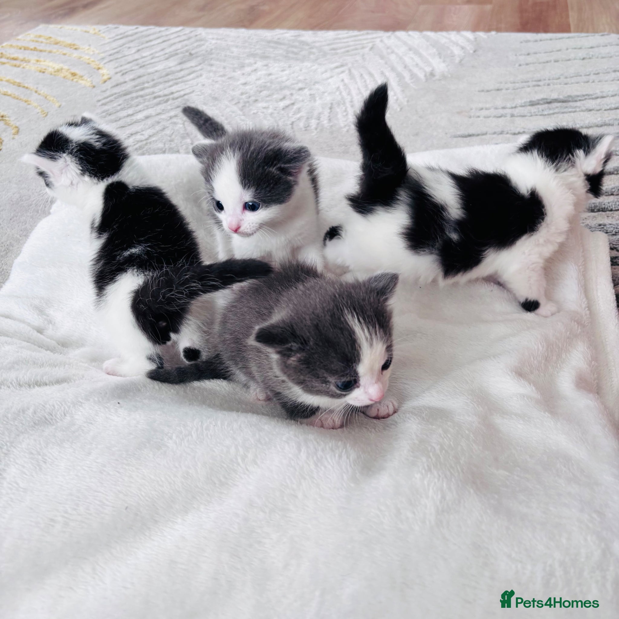Ragdoll cats Four gorgeous kittens - Advert 1