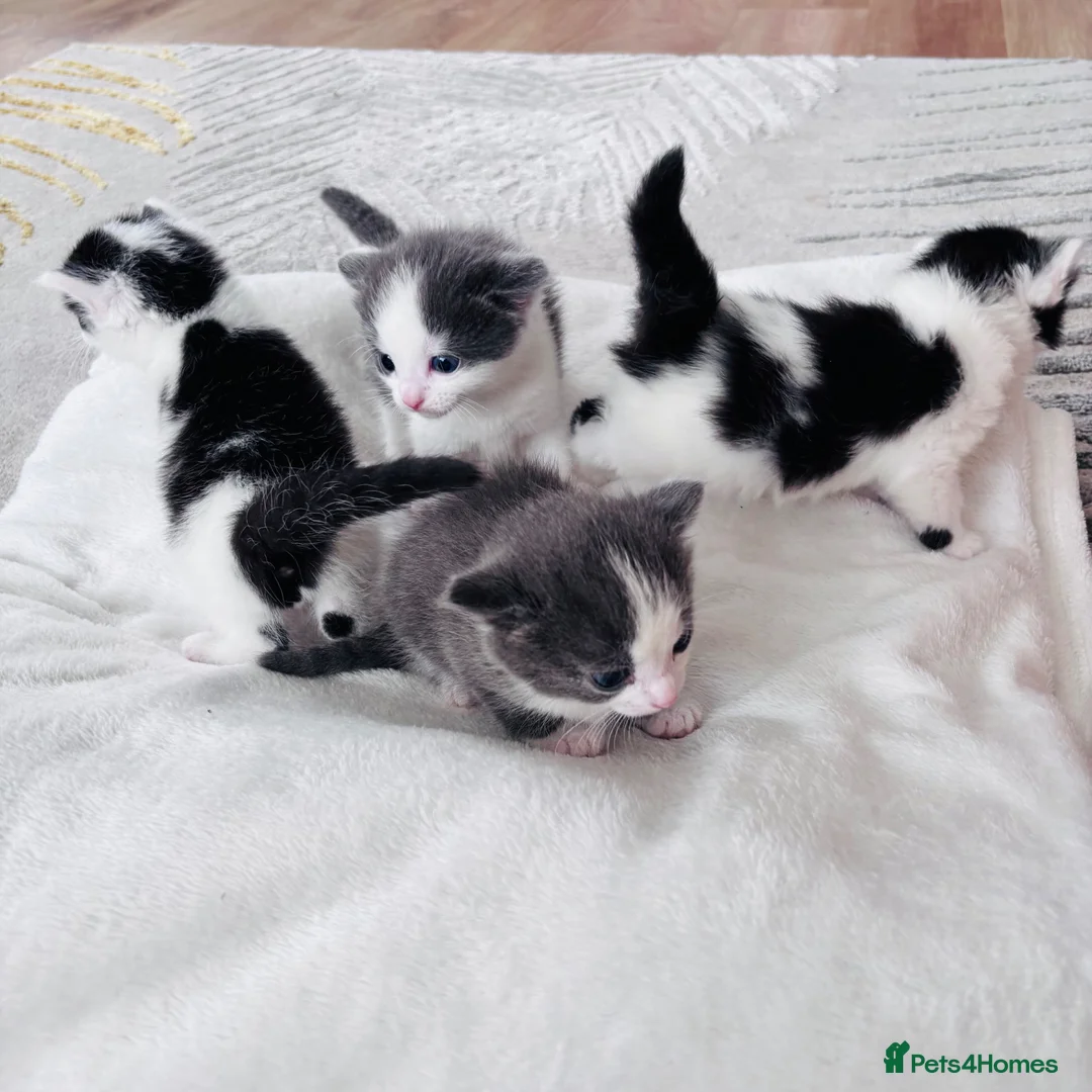 Ragdoll cats for sale: Four gorgeous kittens - Advert 1