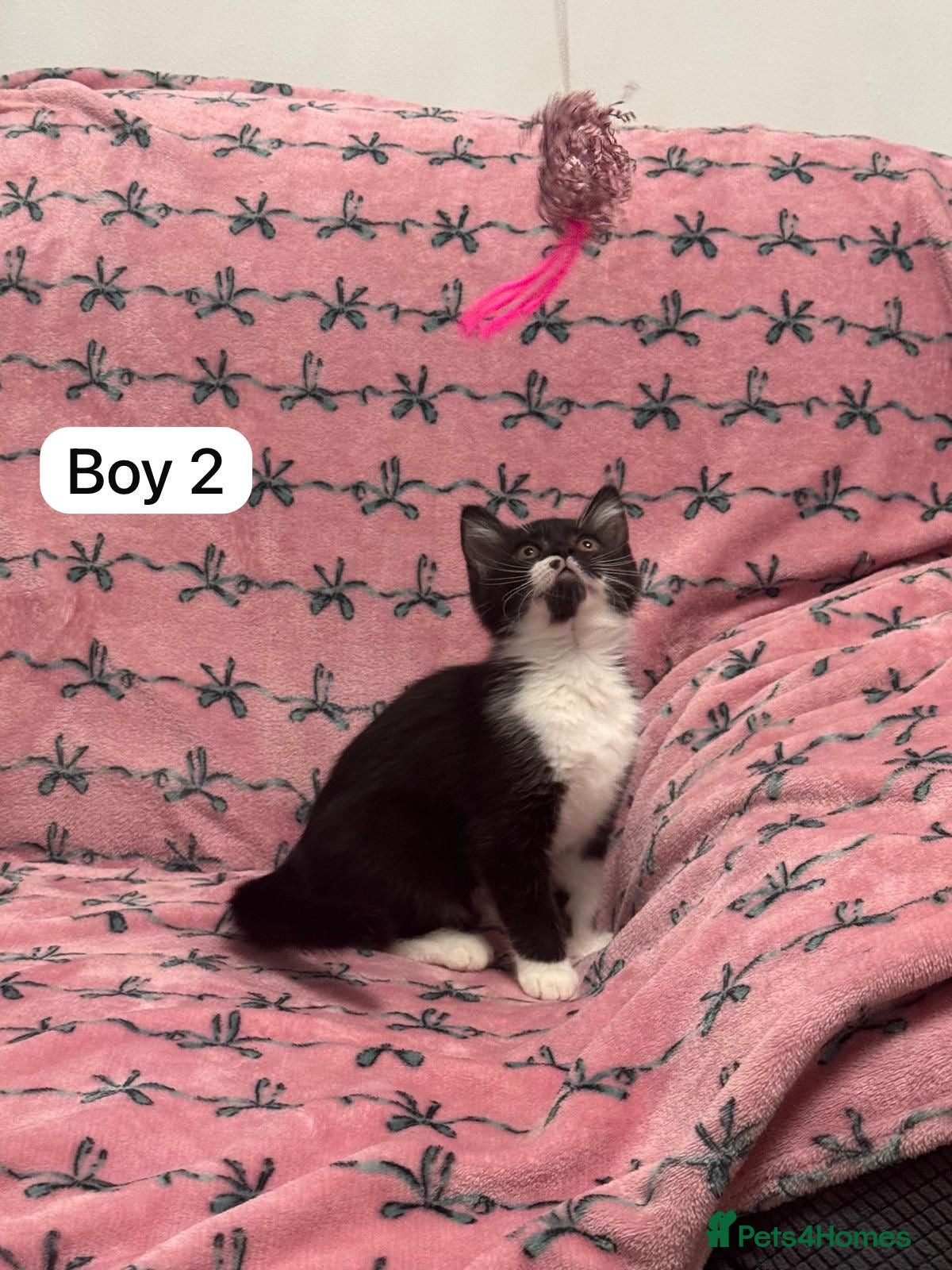 British Shorthair cats PURE BSH Girl kitten and BSH mix adorable boys - Advert 11