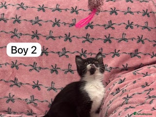 British Shorthair cats PURE BSH Girl kitten and BSH mix adorable boys - Advert 11