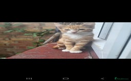 Domestic Shorthair cats for sale: Beautiful kittens need homes - Image 1
