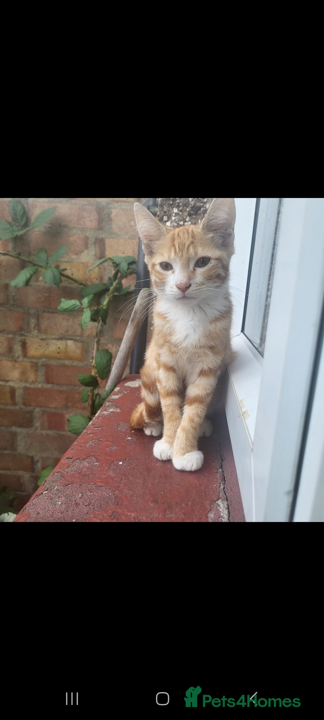 Domestic Shorthair cats for sale: Beautiful kittens need homes - Image 1