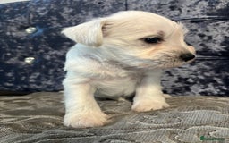 Miniature Schnauzer dogs for sale: Adorable Miniature Schnauzer Puppies KC Reg - Image 14