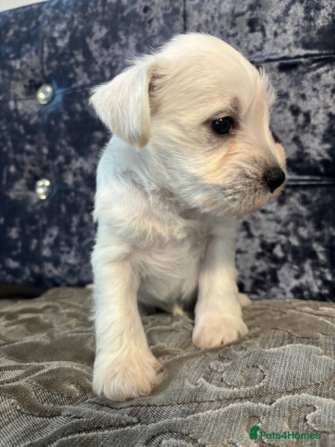 Miniature Schnauzer dogs for sale: Adorable Miniature Schnauzer Puppies KC Reg - Image 14