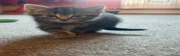 Mixed Breed cats for sale: Beautiful kittens  - Advert 15