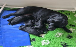 Labrador Retriever dogs for sale: Chunky Show Black Labrador Puppies - Image 4