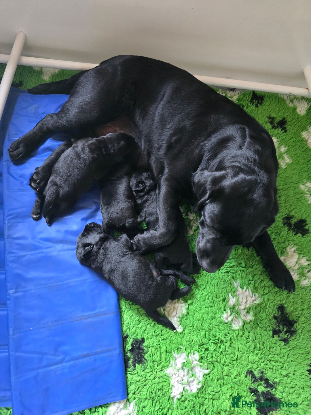 Labrador Retriever dogs for sale: Chunky Show Black Labrador Puppies - Image 4