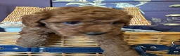 Miniature Poodle dogs for sale: Miniature Poodle puppies.  - Advert 18