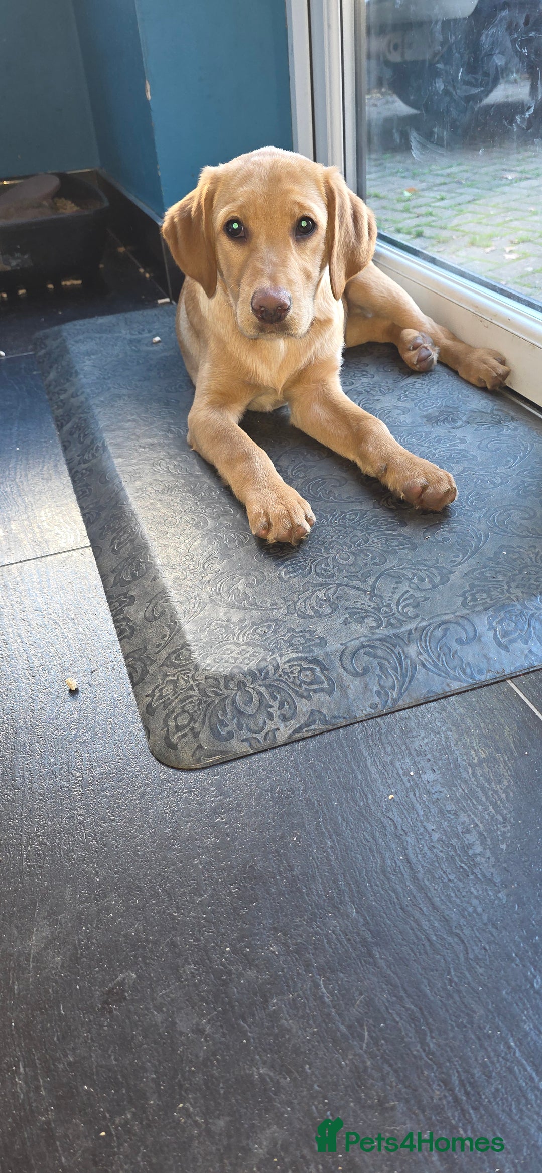 Labrador Retriever dogs for sale: LAST 2 available 💛🖤 - Advert 24