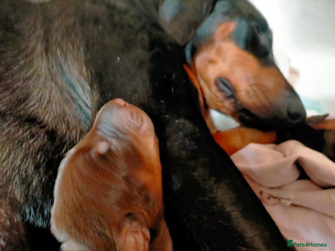 Dobermann dogs for sale: Dobermann puppies - Image 26