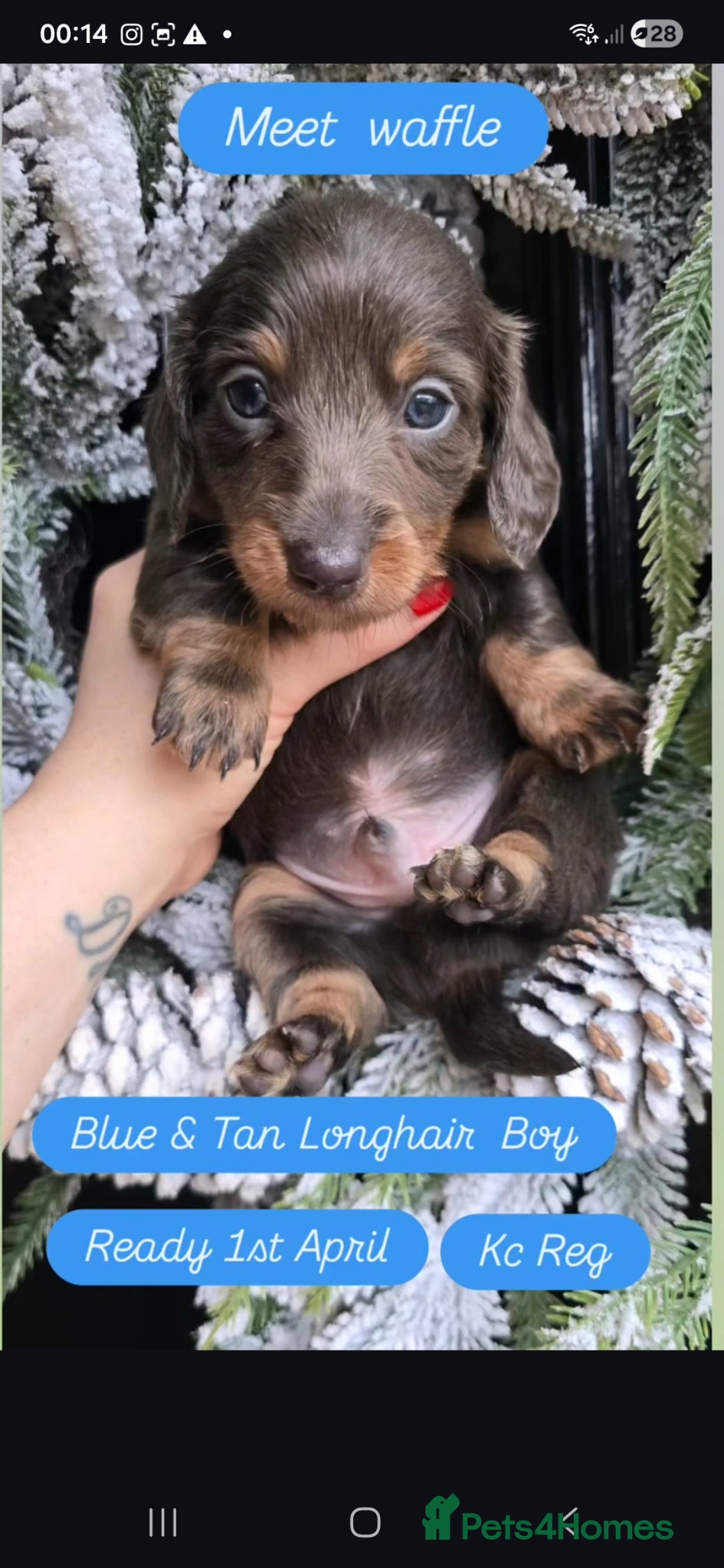 Miniature Dachshund dogs 💙❤️3 stunning Longhair Last 3 pups. - Advert 3