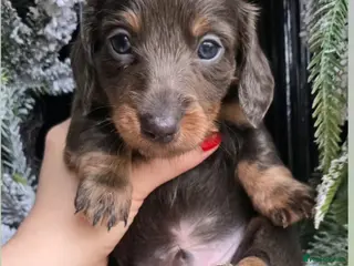 Miniature Dachshund dogs 💙❤️3 stunning Longhair Last 3 pups. - Advert 3