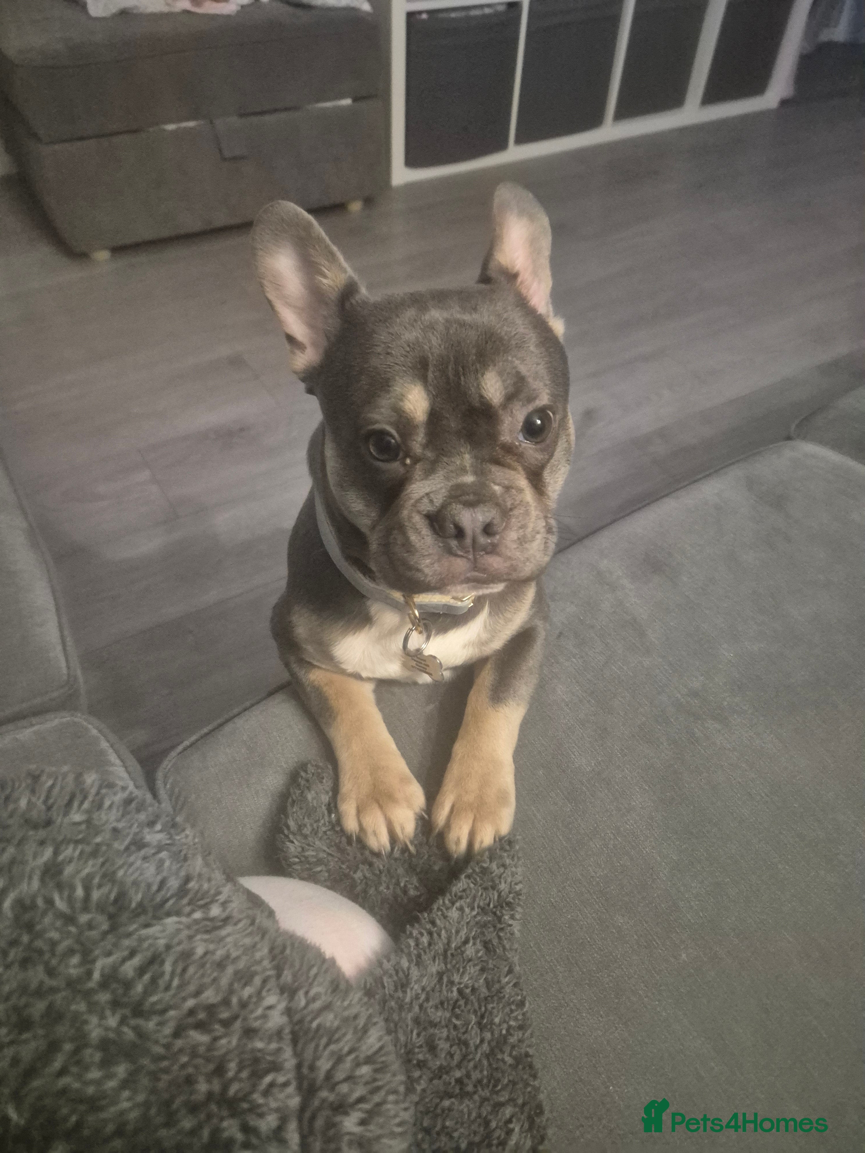 French Bulldog dogs Bluey - Advert 14