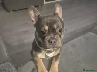 French Bulldog dogs Bluey - Advert 14