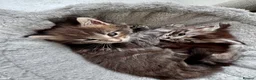 Maine Coon cats for sale: GCCF/TICA Blue/Black Maine Coon Kittens - Advert 8