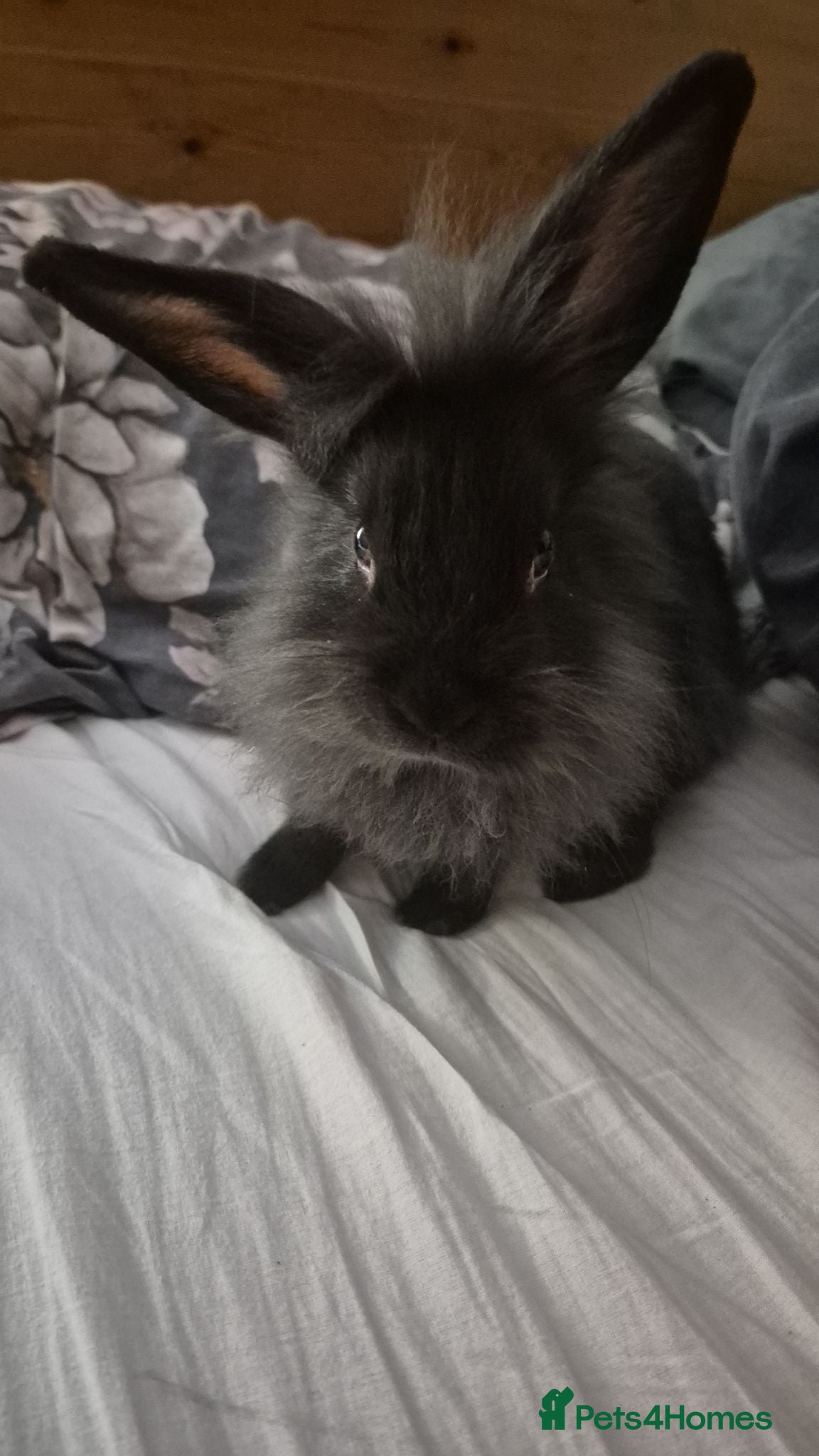 Mini Lion Lop rabbits mini lion lop boy💙  - Advert 7