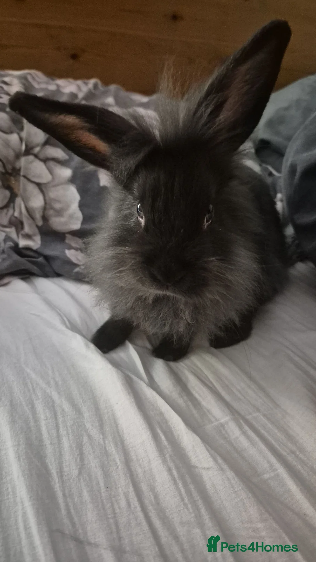 Mini Lion Lop rabbits for sale: mini lion lop boy💙  - Advert 1