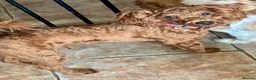 Toy Poodle dogs for sale: Male Toy Poodle  - Advert 2