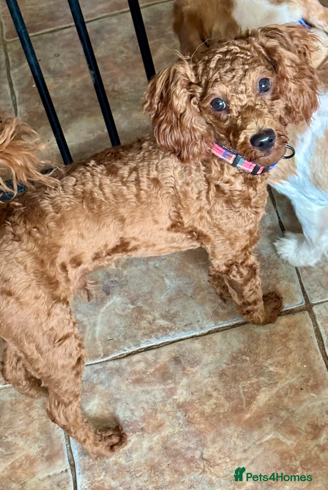 Toy Poodle dogs for sale: Male Toy Poodle  - Advert 2