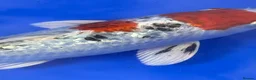 Koi Carp fish for sale: Large Koi Carp 10-12 & 12-14 Inch Stunning Koi - Advert 1