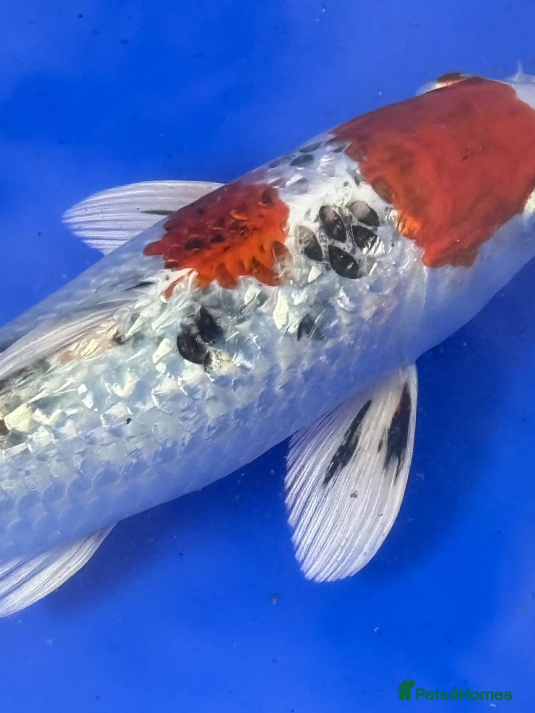 Koi Carp fish for sale: Large Koi Carp 10-12 & 12-14 Inch Stunning Koi - Advert 1