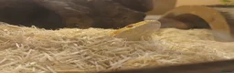 Corn Snake reptiles for sale: Corn snake + Full setup in Bournemouth - Advert 5