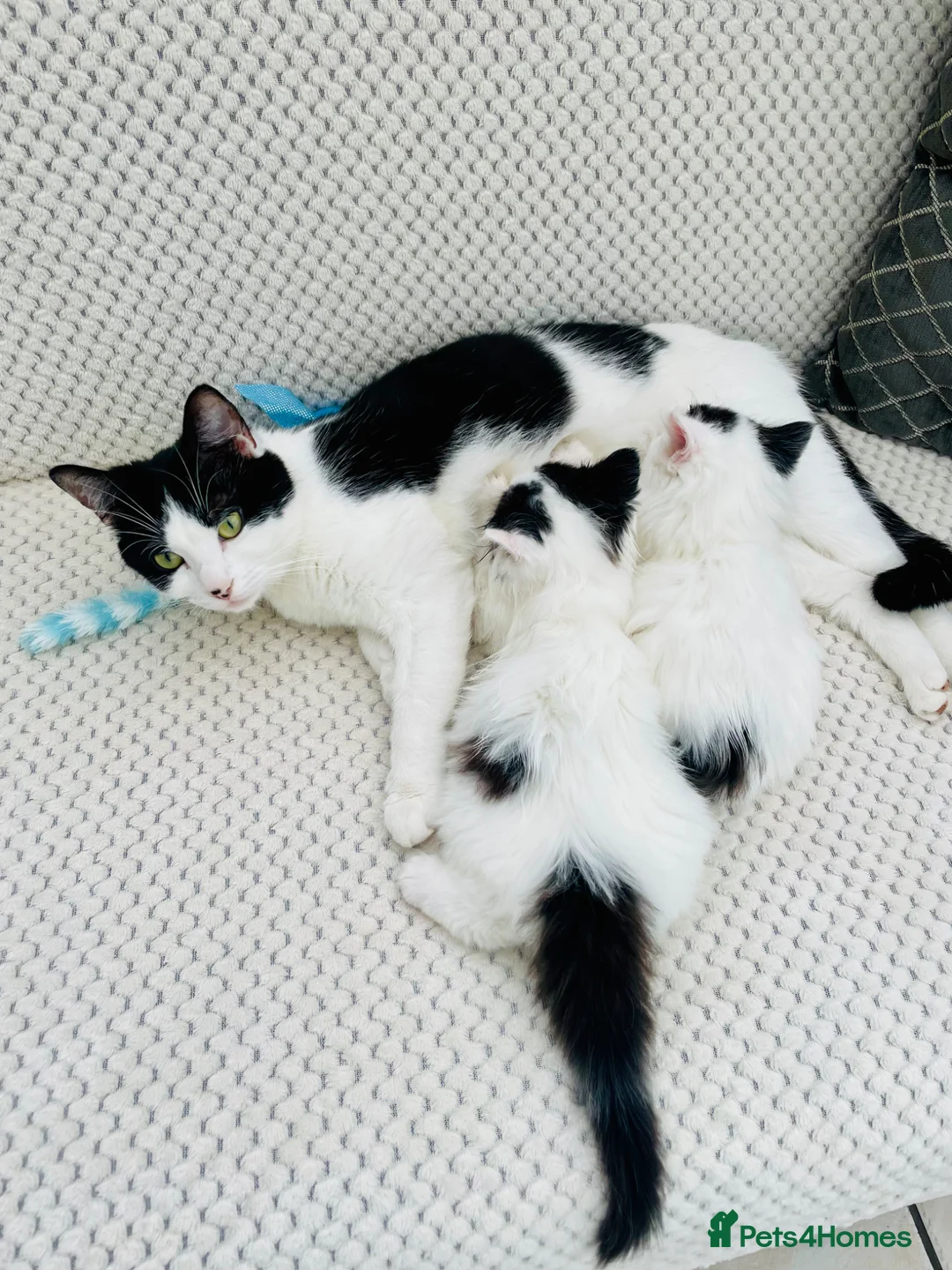 Mixed Breed cats for sale: Kitten for sale x x  - Advert 4