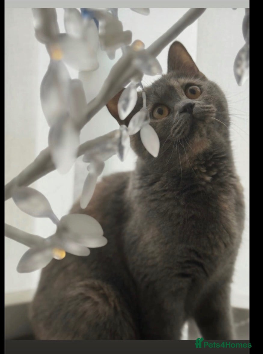 British Shorthair cats 🤎 Beautiful Biscuit-Coloured British Shorthair  - Advert 4