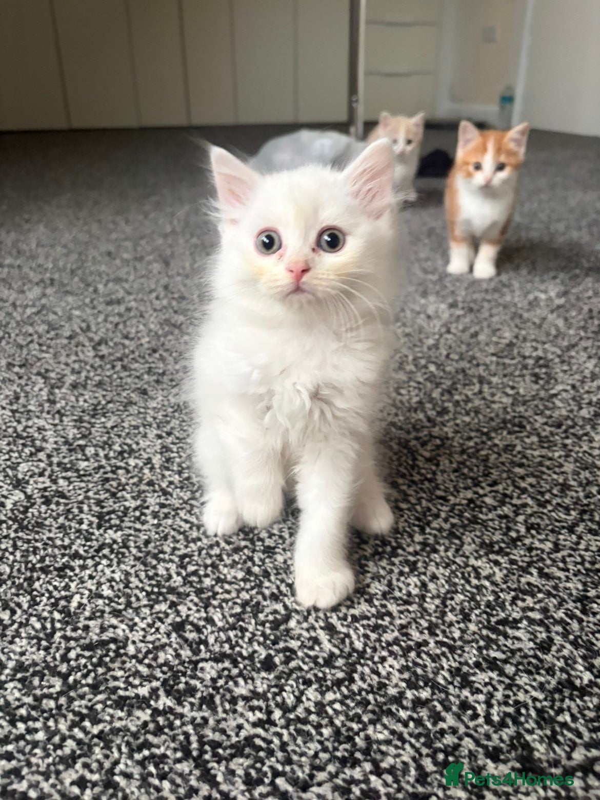 Mixed Breed cats for sale: British Shorthair x Longhair kittens - Advert 2