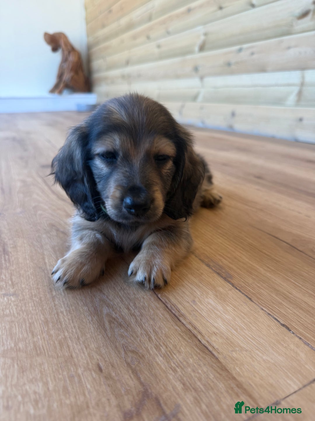 Miniature Dachshund dogs for sale: Beautiful Cream long haired Dachshunds  - Image 17