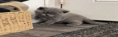British Shorthair Kitten 2