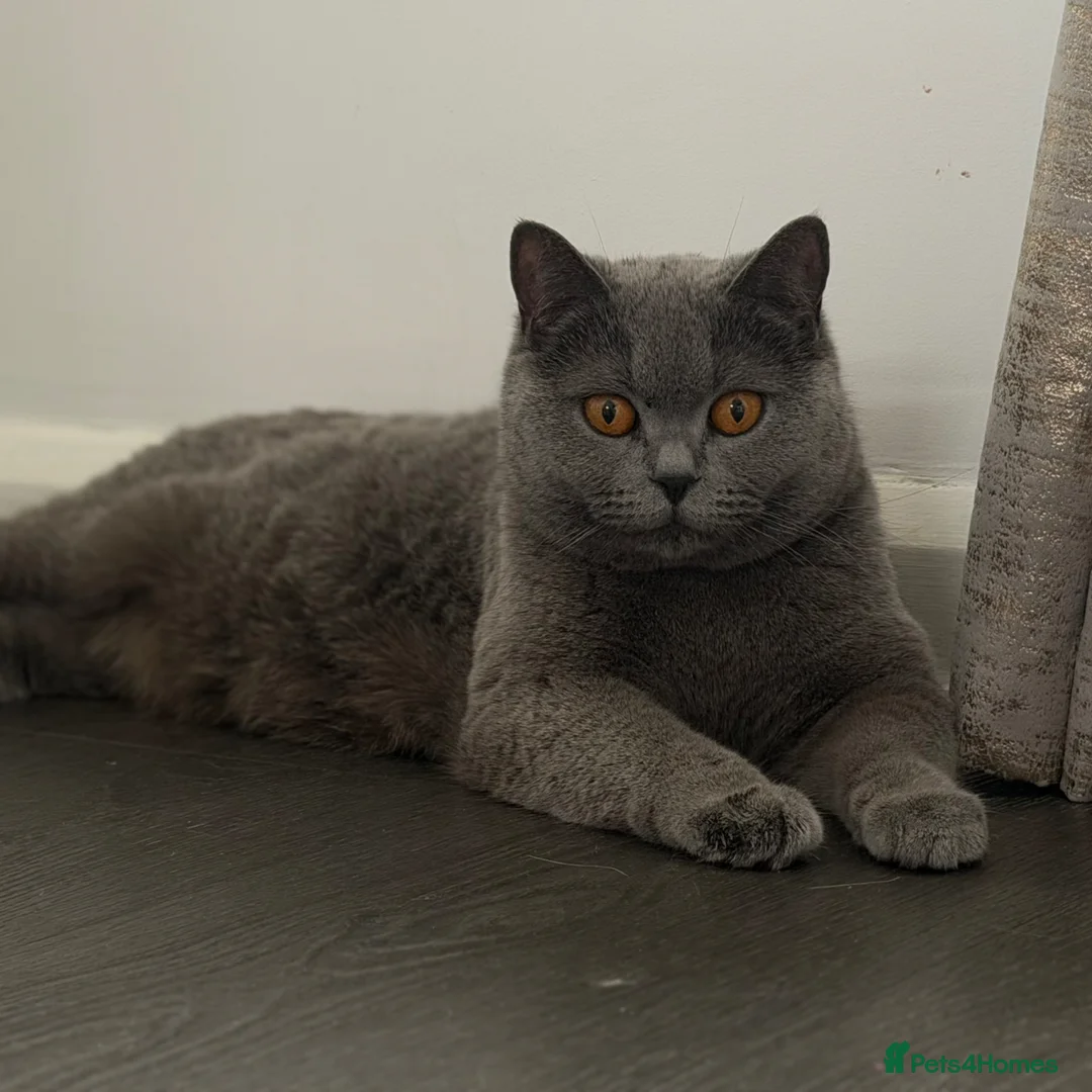 British Shorthair cats for sale: GCCF British short hair boys😻 - Advert 15