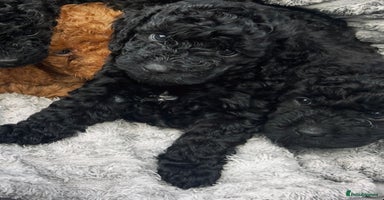 Cockapoo dogs - Advert 10