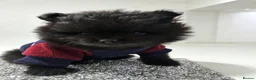 Pomeranian dogs for sale:  X **   **  size  Pomeranian puppy - Advert 6