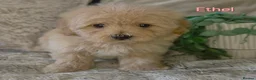 Maltipoo dogs for sale: Quality Toy Maltipoos Japan & USA CHAMPION lines  - Advert 26