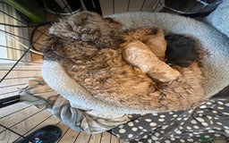 Cockapoo dogs for sale: Cockerpoo Male  - Image 12
