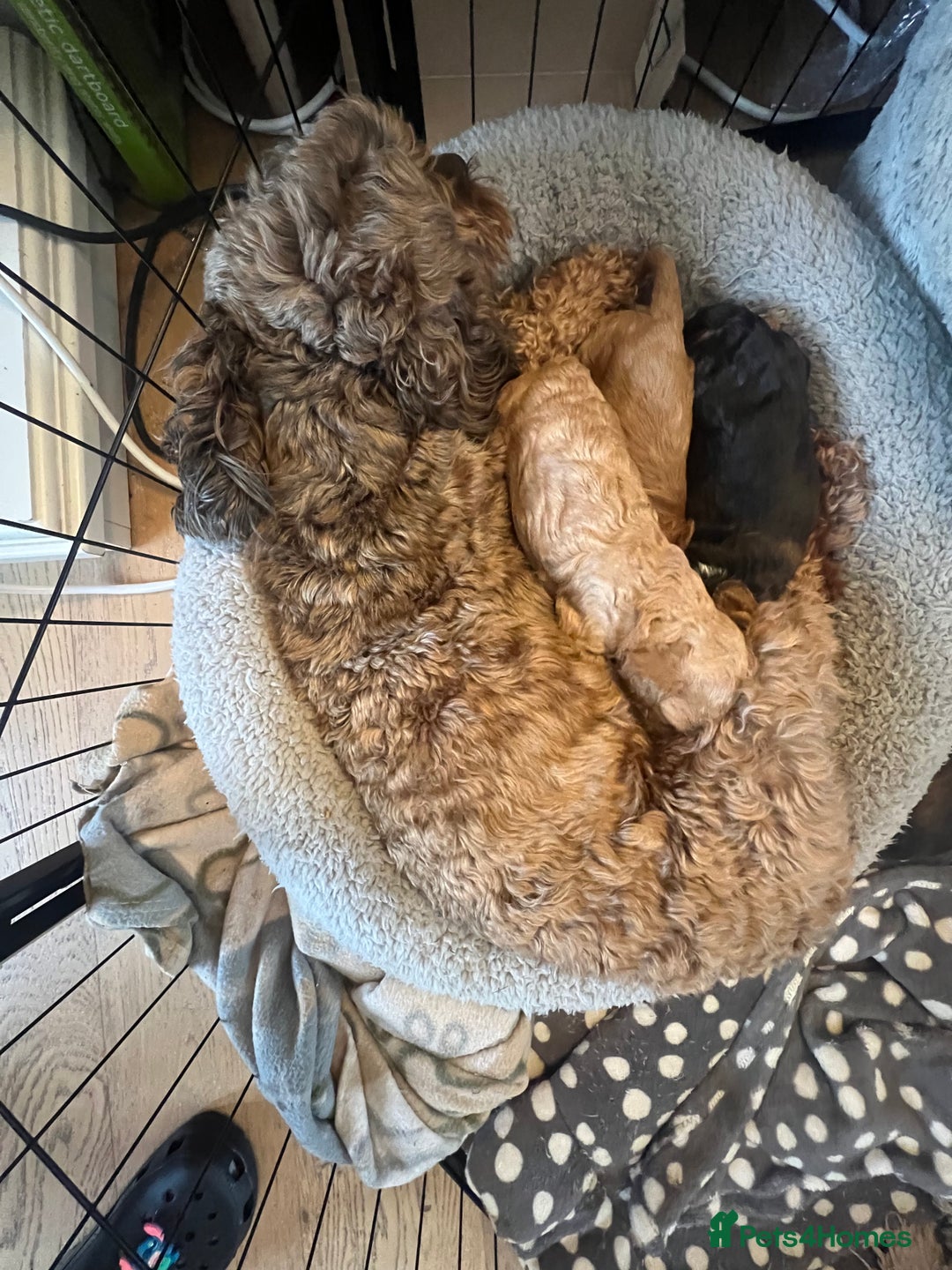 Cockapoo dogs for sale: Cockerpoo Male  - Image 12