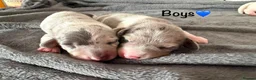 Miniature Dachshund dogs for sale: STUNNING MINIATURE DAPPLE DACHSHUNDS KC CARRY LONG - Advert 4