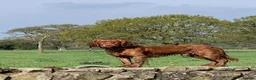Cocker Spaniel dogs for sale: Two pure bred KC reg puppies looking for homes - Advert 6