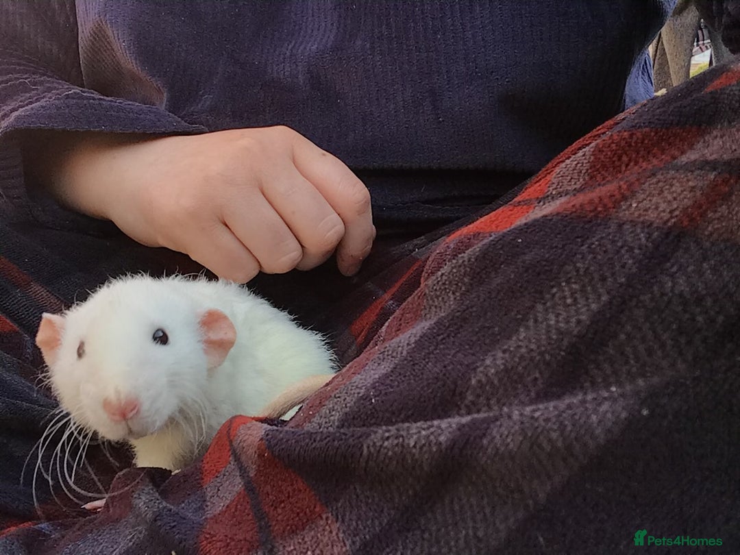 Rat rodents for sale: Adorable Dumbo Baby Rats ❤️ - Image 39