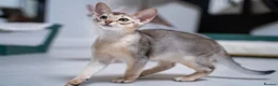 Abyssinian cats for sale: Basilio-Silver Abyssinian- Cutest & Ready NOW! - Advert 26