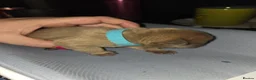 French Bulldog dogs for sale:  french bulldog puppies - Advert 3
