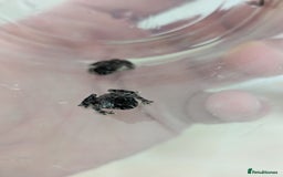 Frog reptiles for sale: Oriental fire-bellied toads (Bombina orientalis - Image 2