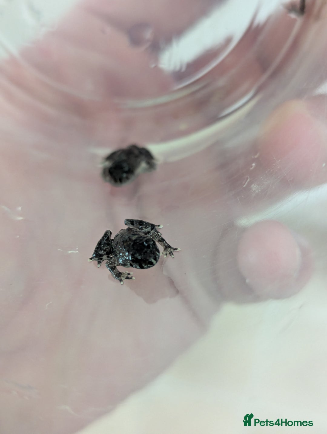 Frog reptiles for sale: Oriental fire-bellied toads (Bombina orientalis - Image 2