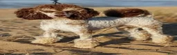 Cockapoo dogs for sale: Home Raised American Cockapoo Babies  - Advert 4
