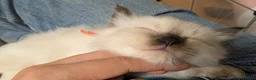 Ragdoll cats for sale: 💛GCCF Registered 💛Ragdoll kittens   - Advert 28