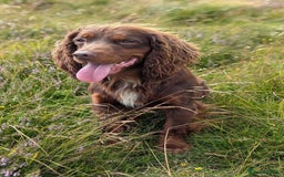 Cocker Spaniel dogs for stud: Gov - Fully Health Tested WCS Stud - Image 3