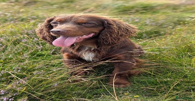 Cocker Spaniel dogs - Advert 9