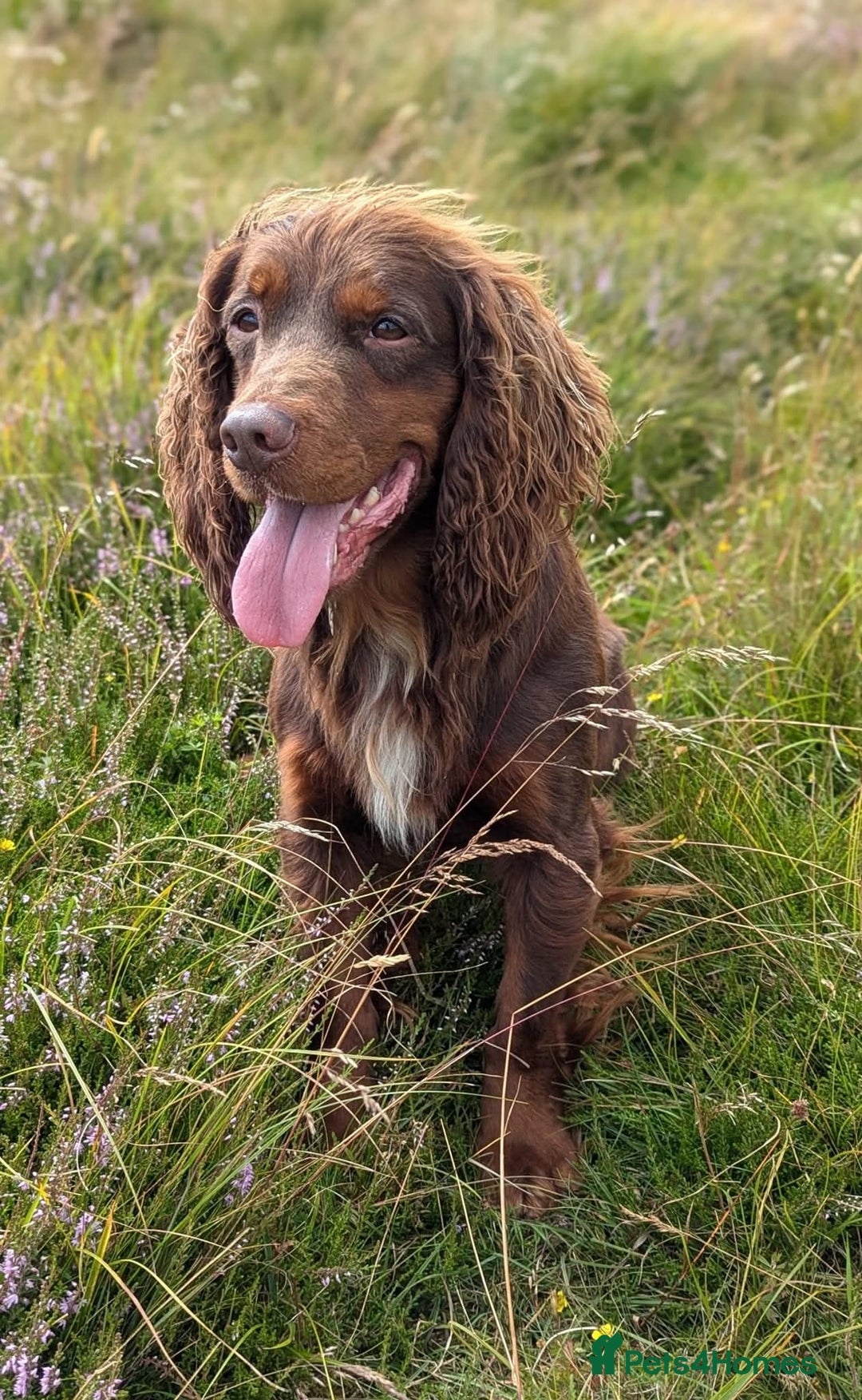 Cocker Spaniel dogs for stud: Gov - Fully Health Tested WCS Stud - Image 3