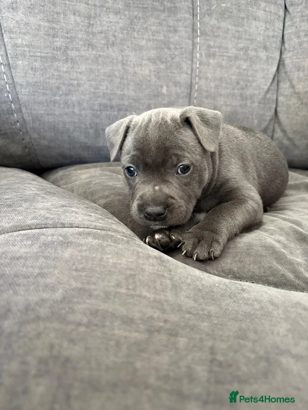 Staffordshire Bull Terrier dogs for sale: Blue Staffordshire Bullterrier - Advert 2